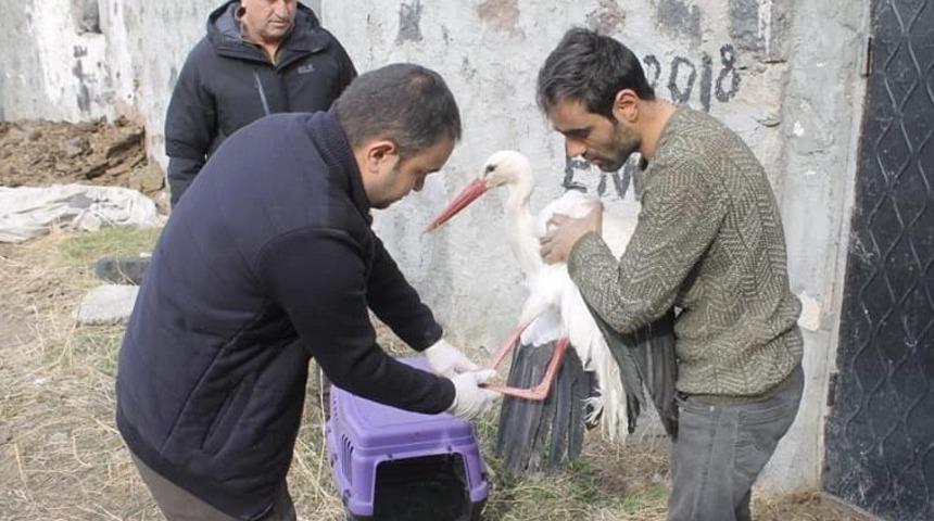 Yaralı leylek tedavi altına alındı