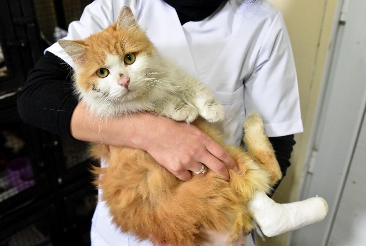 Duyarlı Eskişehir halkı engelli 32 kedi ve k&ouml;peği sahiplendi