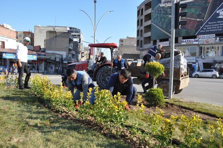 Cizre’de yeşillendirme çalışmaları aralıksız devam ediyor G1