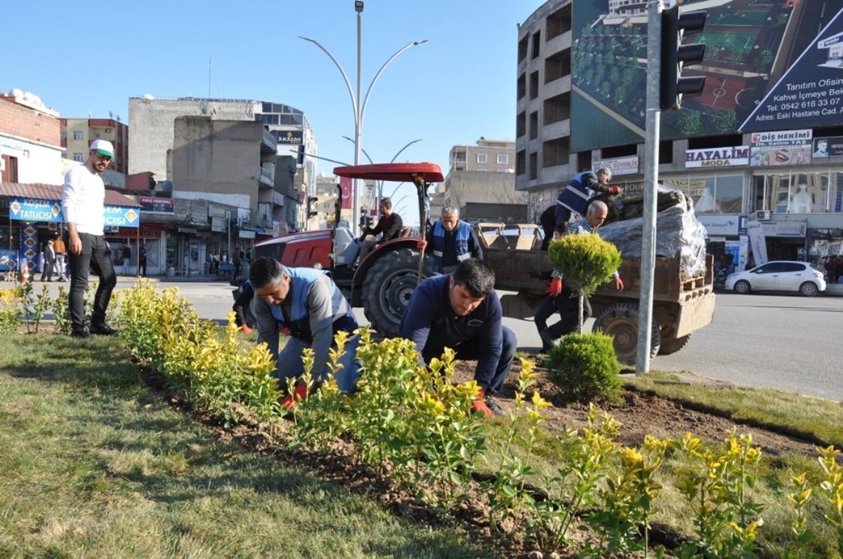 Cizre&rsquo;de yeşillendirme &ccedil;alışmaları aralıksız devam ediyor