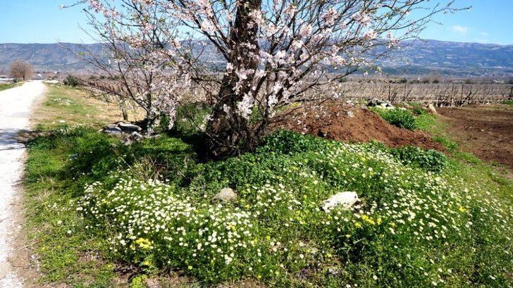Sarıgöl’de baharın tüm renkleri canlandı G1