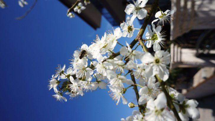 Sarıgöl’de baharın tüm renkleri canlandı G4