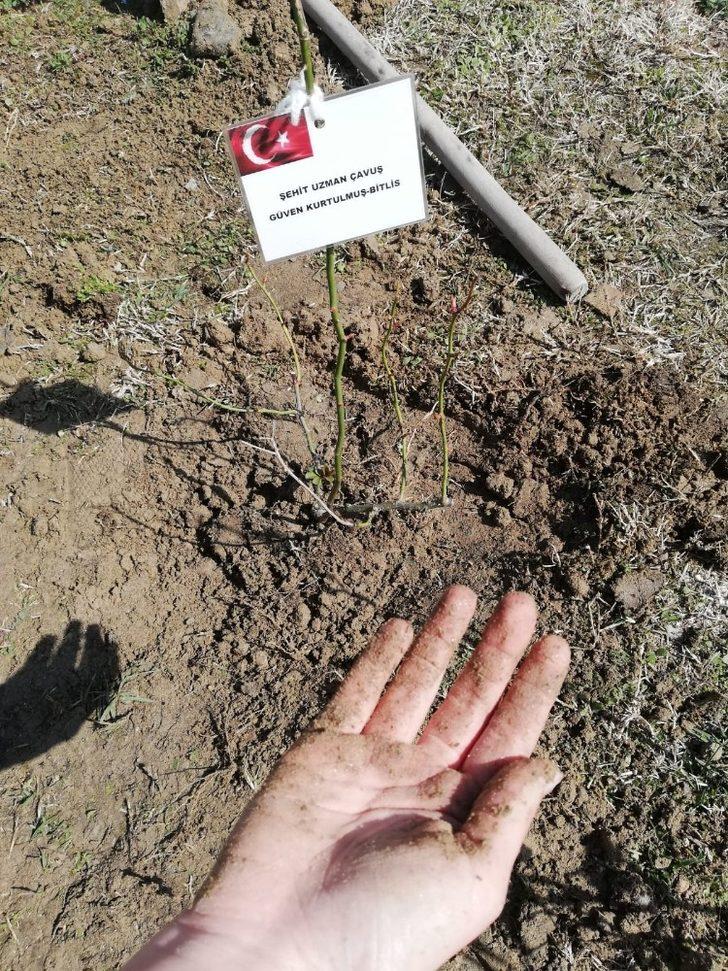 İdlib şehitlerinin adına gül fidanı diktiler G5