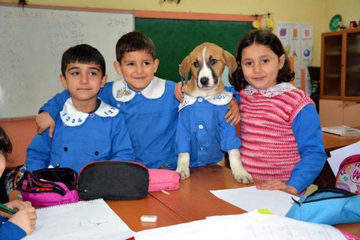 Öğrencilerin maskotu sosyal medyanın gündemi olmuştu! Fındık'tan kötü haber G4