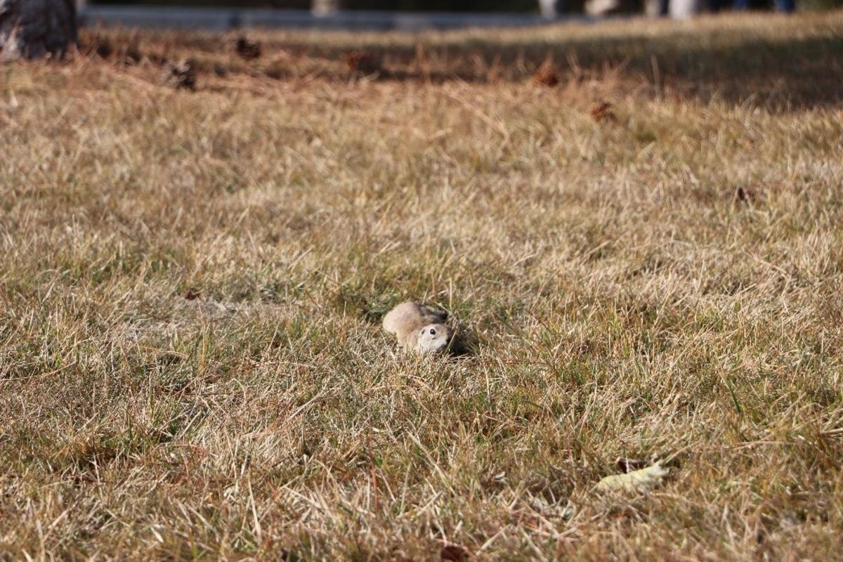Havalar ısındı, gelengiler ortaya &ccedil;ıktı