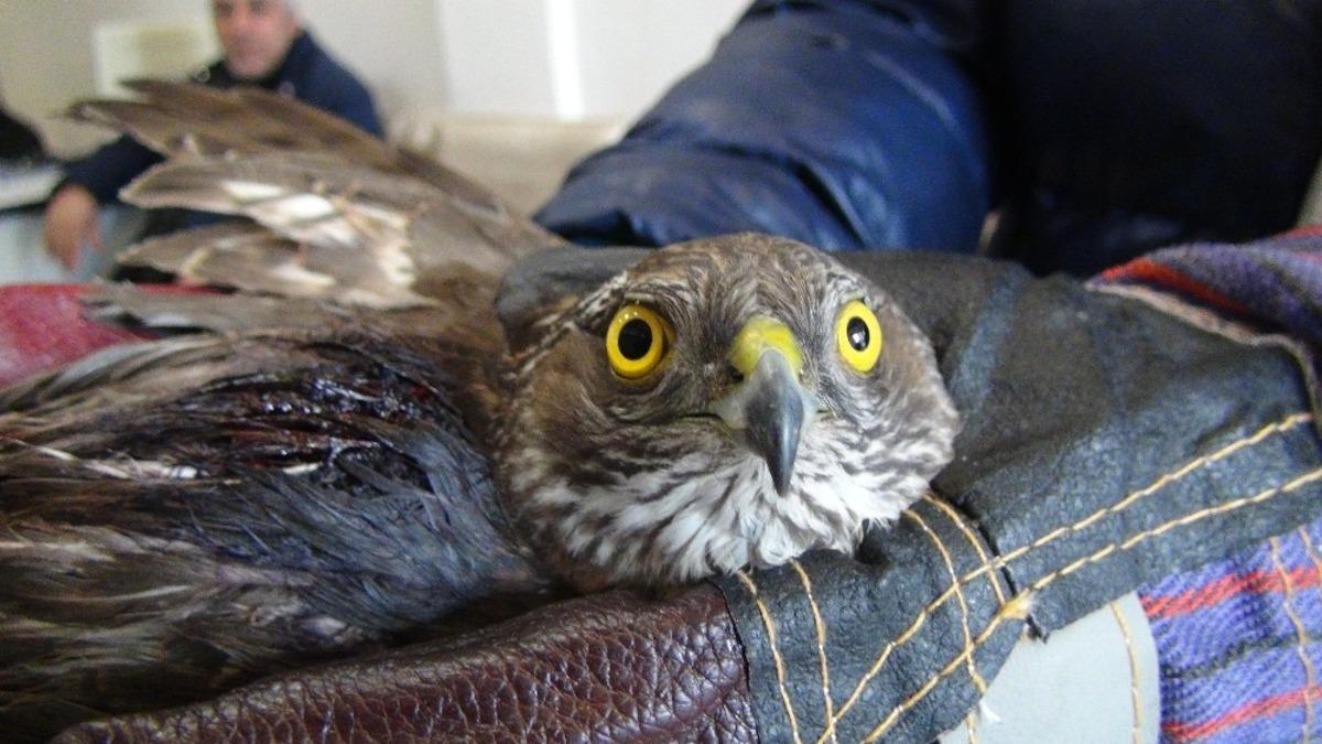 Yaralı atmacaya sahip &ccedil;ıktılar