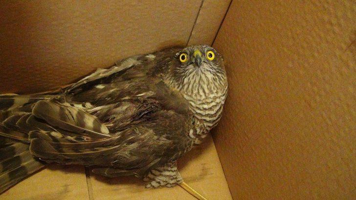 Yaralı atmacaya sahip çıktılar G2