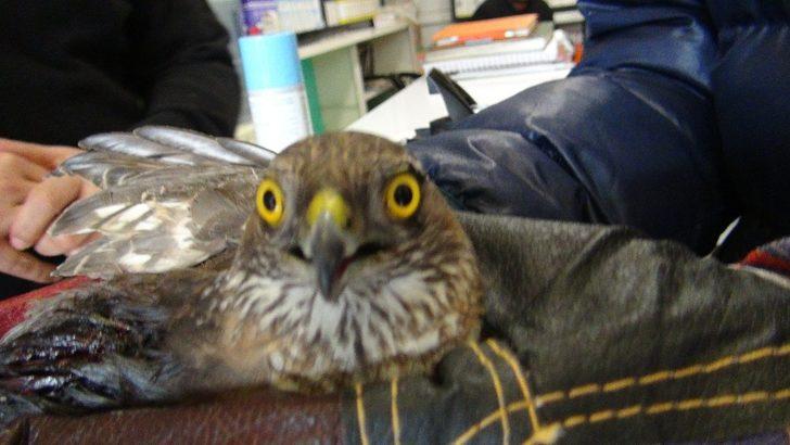 Yaralı atmacaya sahip çıktılar G4