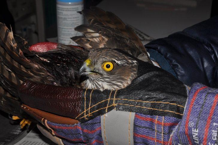 Yaralı atmacaya sahip çıktılar G5