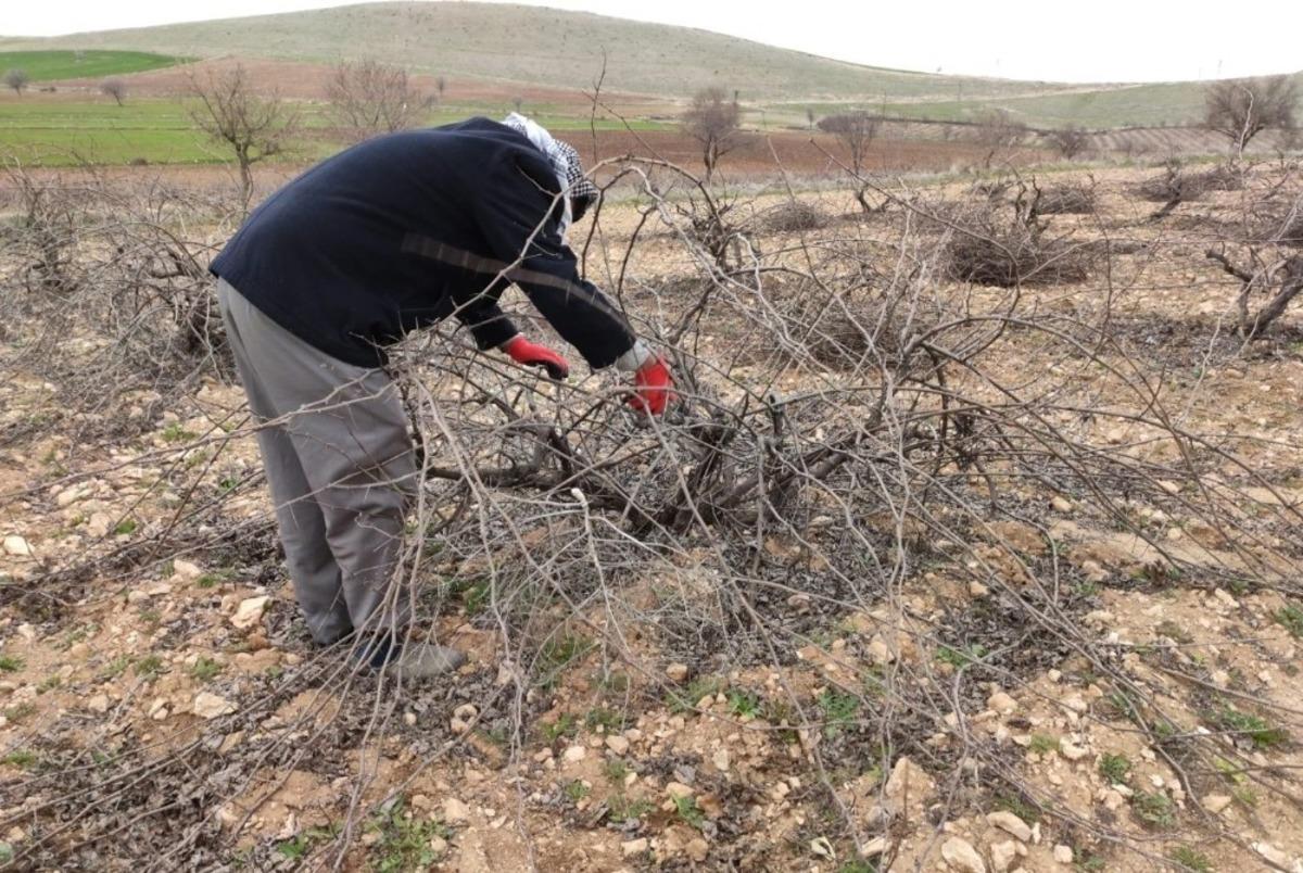 Mazıdağı&rsquo;nda bağ budama d&ouml;nemi başladı