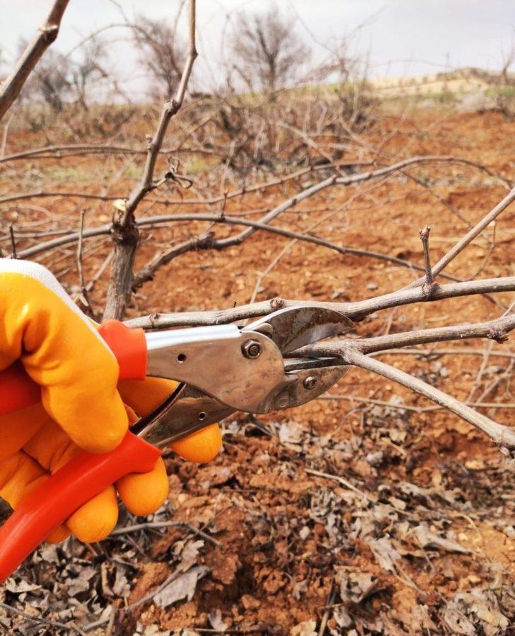 Mazıdağı’nda bağ budama dönemi başladı G2