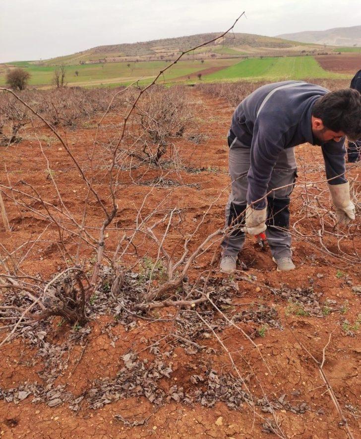 Mazıdağı’nda bağ budama dönemi başladı G3
