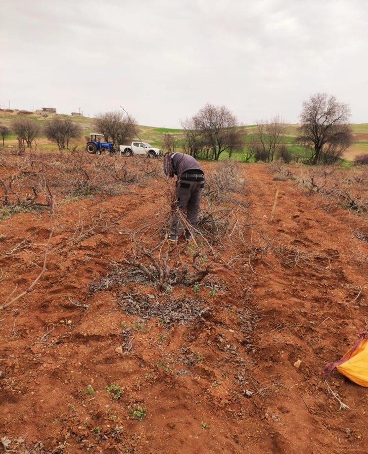 Mazıdağı’nda bağ budama dönemi başladı G4