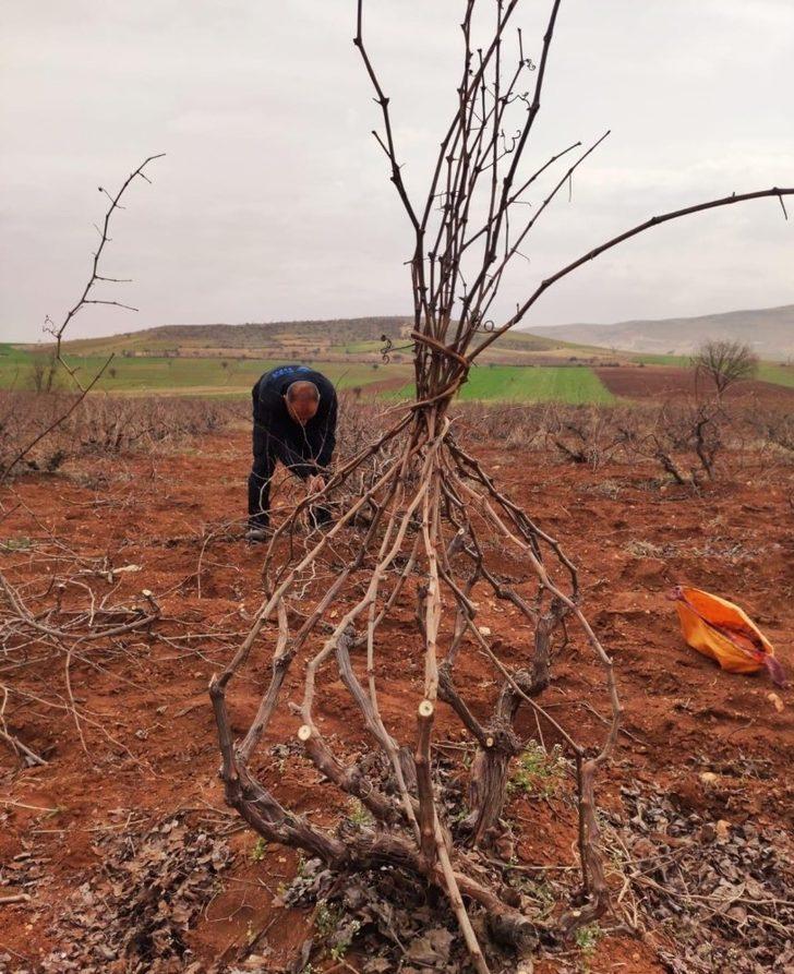 Mazıdağı’nda bağ budama dönemi başladı G5