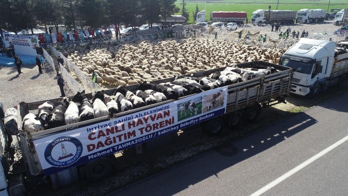 Gaziantep&rsquo;te 248 aileye bedava 184 b&uuml;y&uuml;kbaş ve 2 bin 567 k&uuml;&ccedil;&uuml;kbaş hayvan dağıtıldı