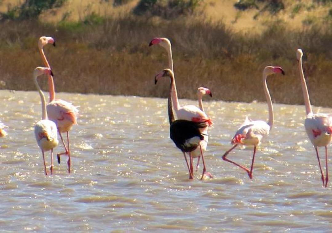 Siyah flamingo, T&uuml;rkiye'de 3 yıl sonra ilk kez g&ouml;r&uuml;ld&uuml;