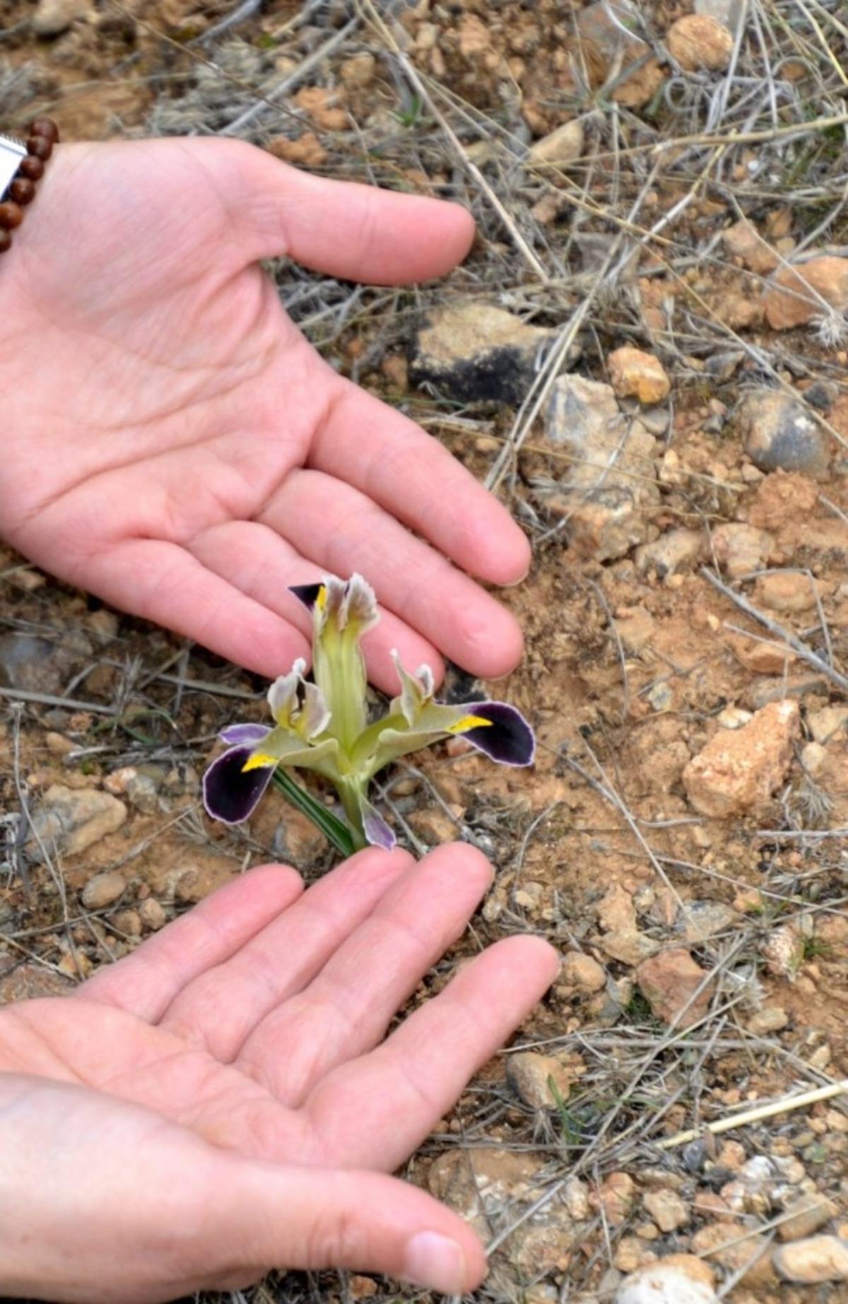 Baharın m&uuml;jdecisi &Ccedil;iğdem g&ouml;r&uuml;nt&uuml;lendi
