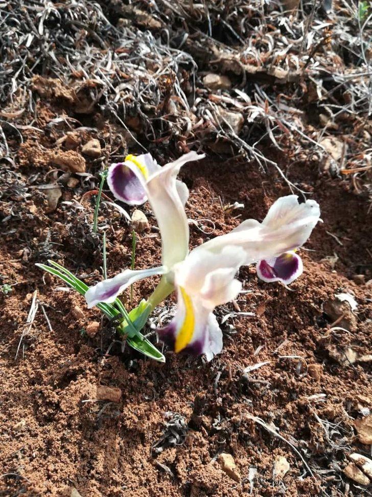 Baharın müjdecisi Çiğdem görüntülendi G2