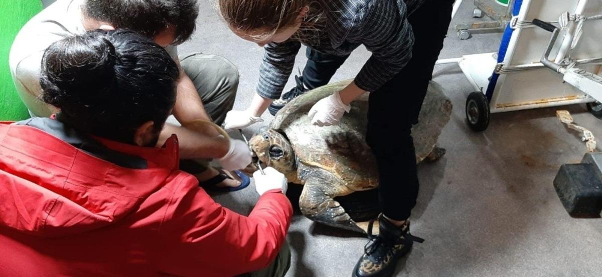 Deniz kaplumbağası kalp masajı ile hayata d&ouml;nd&uuml;r&uuml;ld&uuml;