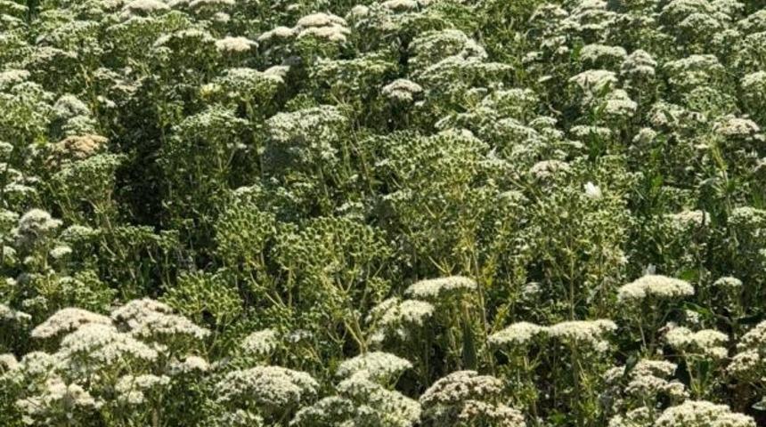 Türkiye 108 ülkeye kekik ihraç etti