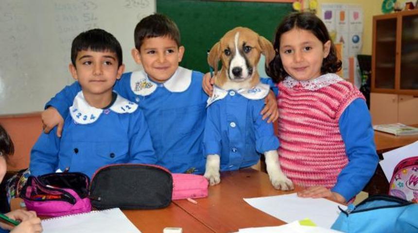 'Fındık’ın cansız bedeni Tokat’a gönderilecek