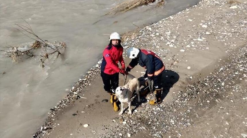 Mersin'de derede mahsur kalan k&ouml;peği itfaiye kurtardı