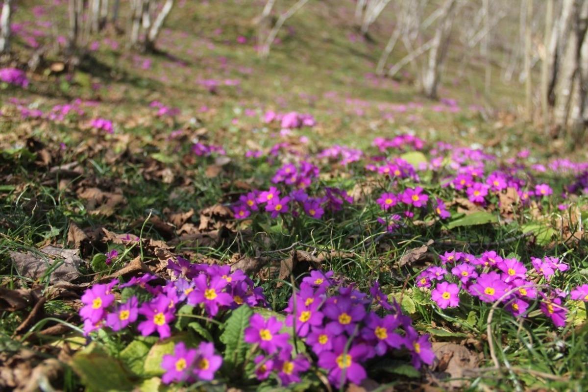 Fındık bah&ccedil;elerinde baharın m&uuml;jdecisi menekşeler a&ccedil;maya başladı