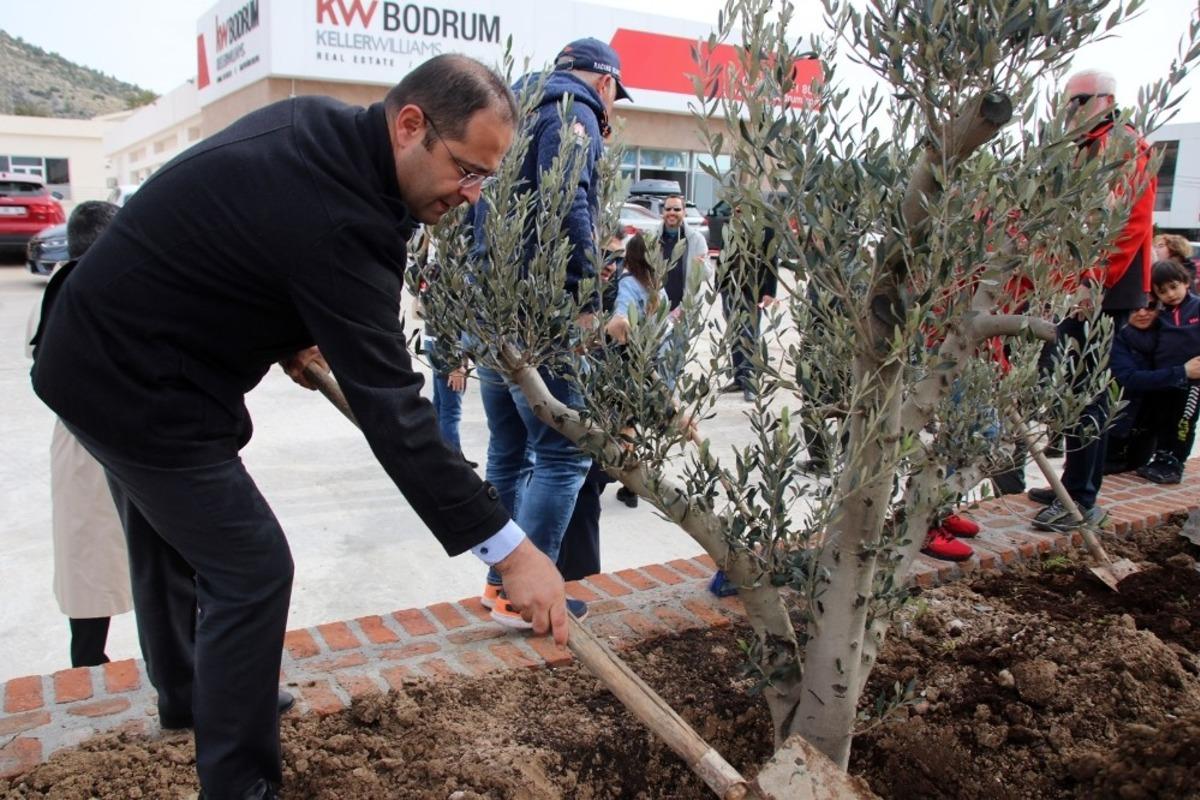 Totemin yerini zeytin ağa&ccedil;ları aldı