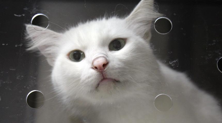 Hayvanlardaki koronavir&uuml;s insanlara bulaşır mı?