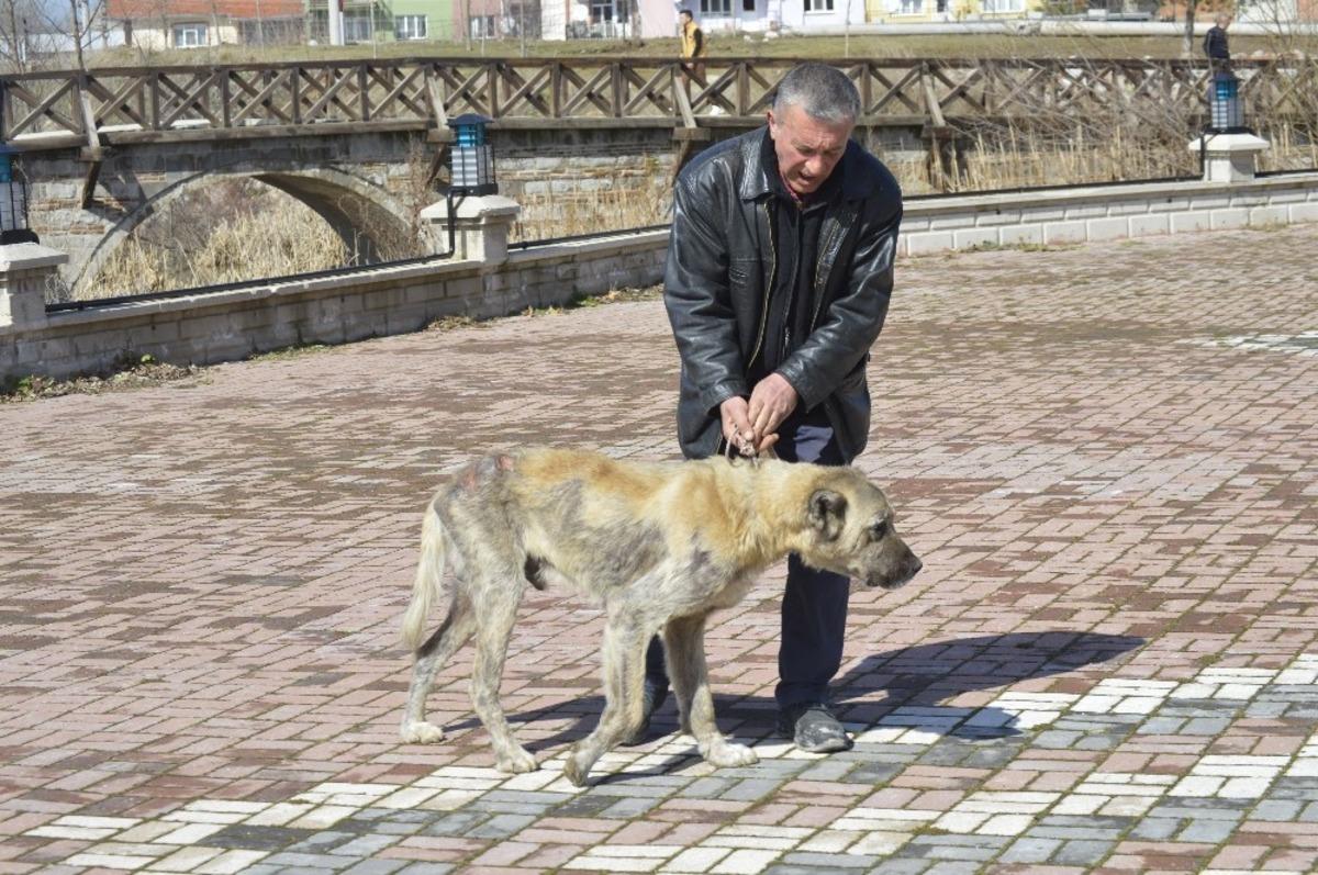 Sokak k&ouml;peği bakımevine teslim edildi