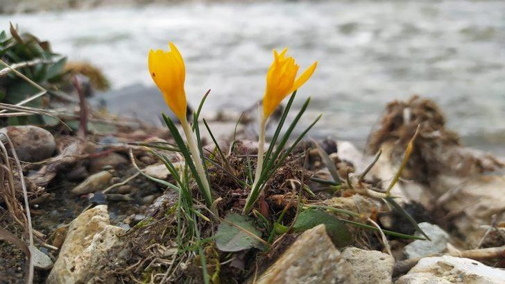 Kütahya’da çiğdemler çiçek açtı G2