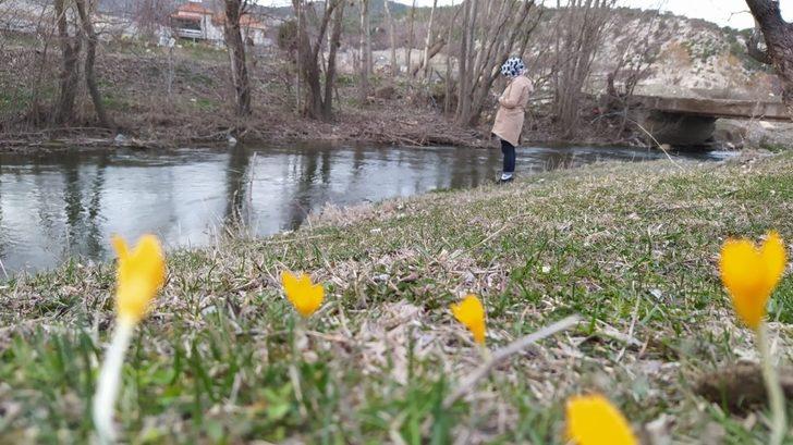 Kütahya’da çiğdemler çiçek açtı G3