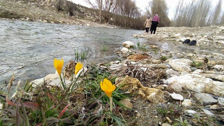 Kütahya’da çiğdemler çiçek açtı G4