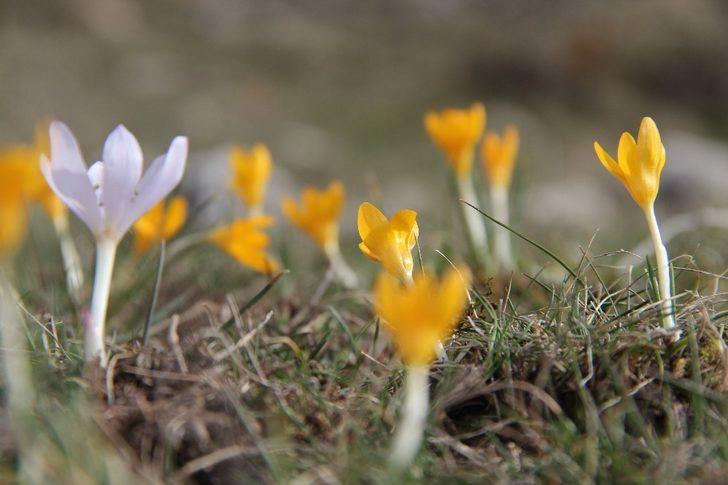 Kütahya’da çiğdemler çiçek açtı G5