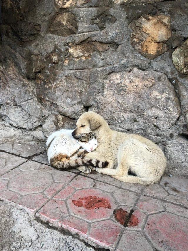 Kedi ve köpek sevgisi duygulandırdı