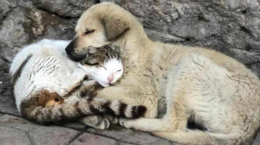 Kedi ve k&ouml;pek sevgisi duygulandırdı