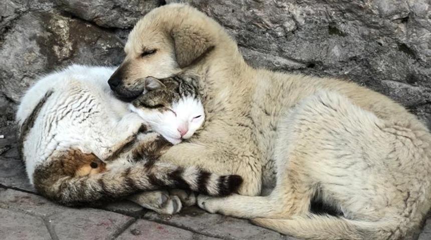 Kalpleri ısıtan anlar! Koyun koyuna yattılar