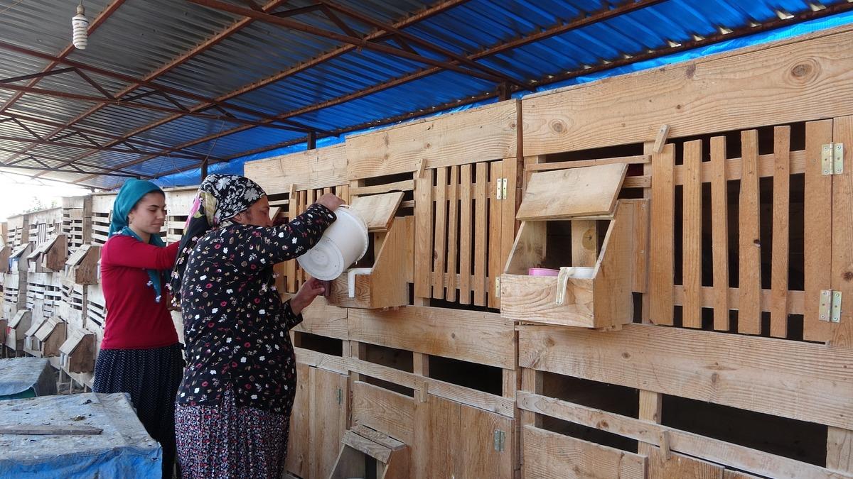 Araba fiyatına horozlar, Arap &uuml;lkelerinin g&ouml;zdesi oldu! Aylık 30 bin lira kazanıyor