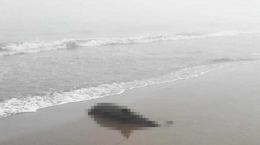 Yürüyüş yapanlar fark etti! Ölü yunus kıyıya vurmuş halde bulundu