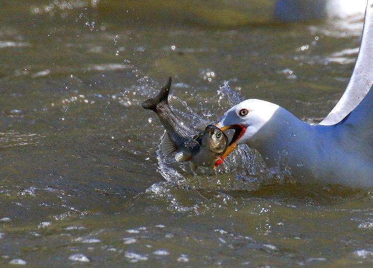 Balık fotoğrafı yarışmasının kazananları belli oldu G4