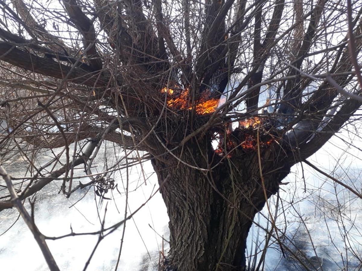 Bing&ouml;l&rsquo;de yangın, ağa&ccedil;lar zarar g&ouml;rd&uuml;