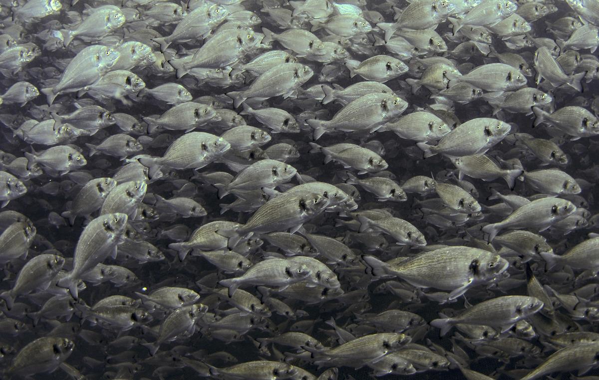 Balık fotoğrafı yarışmasında kazananlar belli oldu