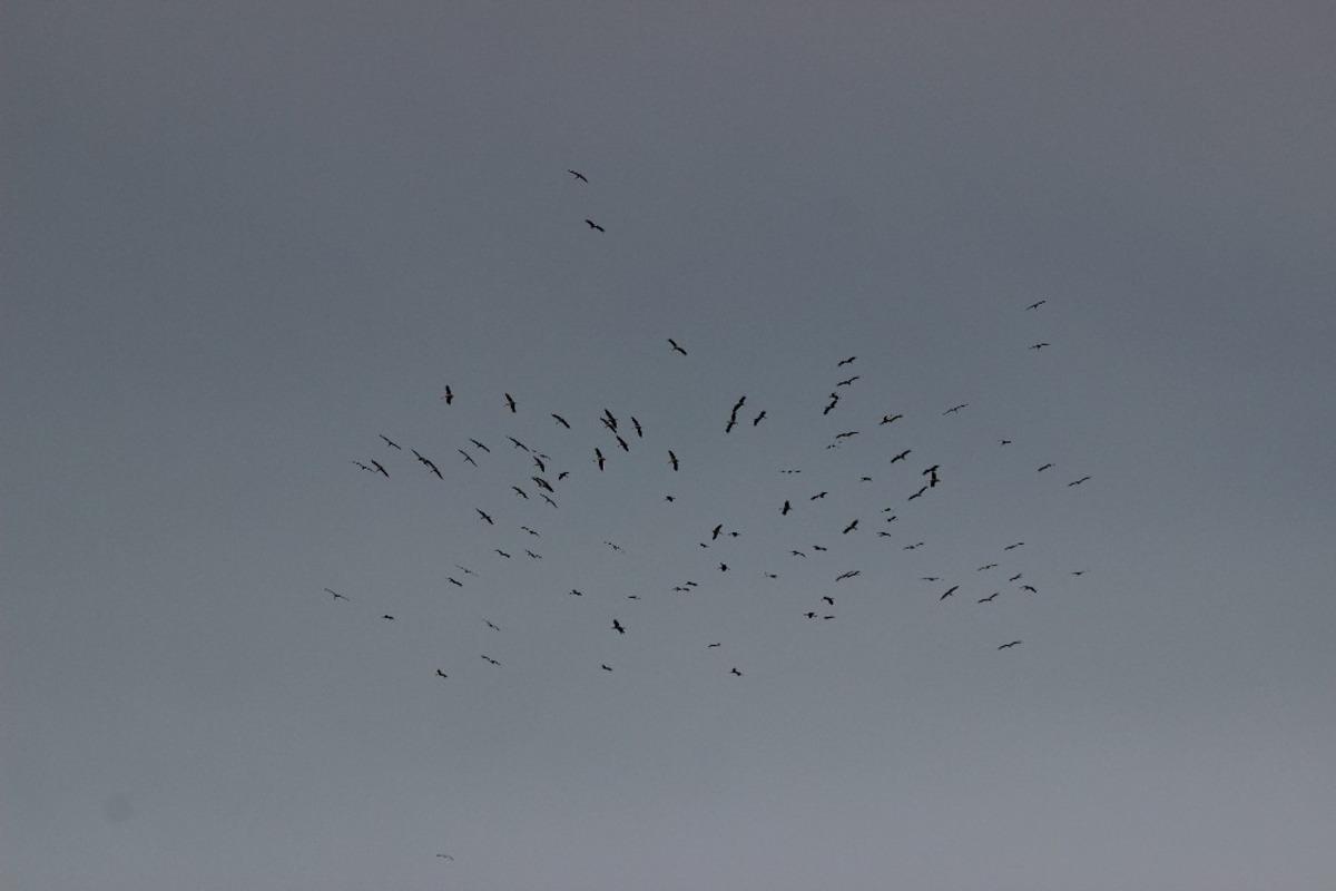 Eskişehir semalarında leylekler adeta dans etti