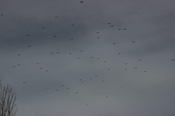 Eskişehir semalarında leylekler adeta dans etti G2