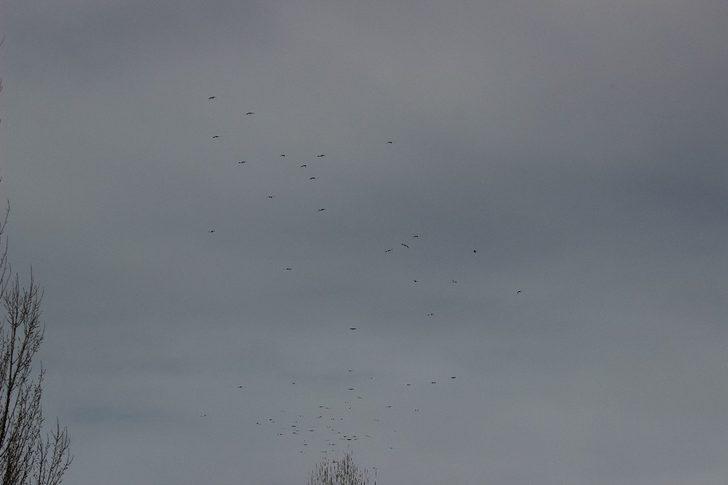 Eskişehir semalarında leylekler adeta dans etti G3