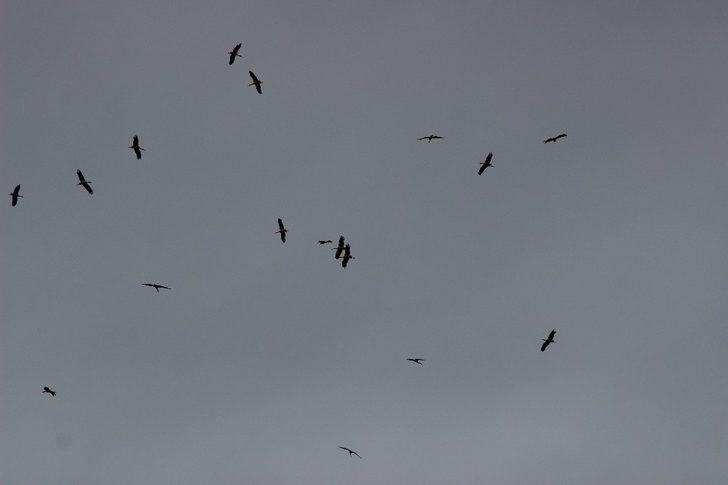 Eskişehir semalarında leylekler adeta dans etti G4