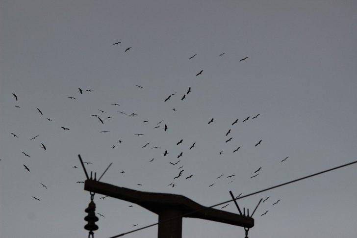 Eskişehir semalarında leylekler adeta dans etti G5