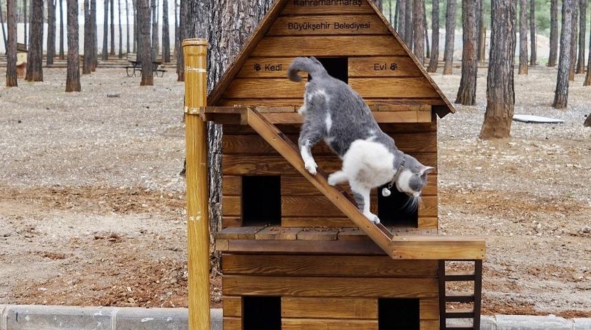 Sokak kedileri i&ccedil;in sıcak yuva