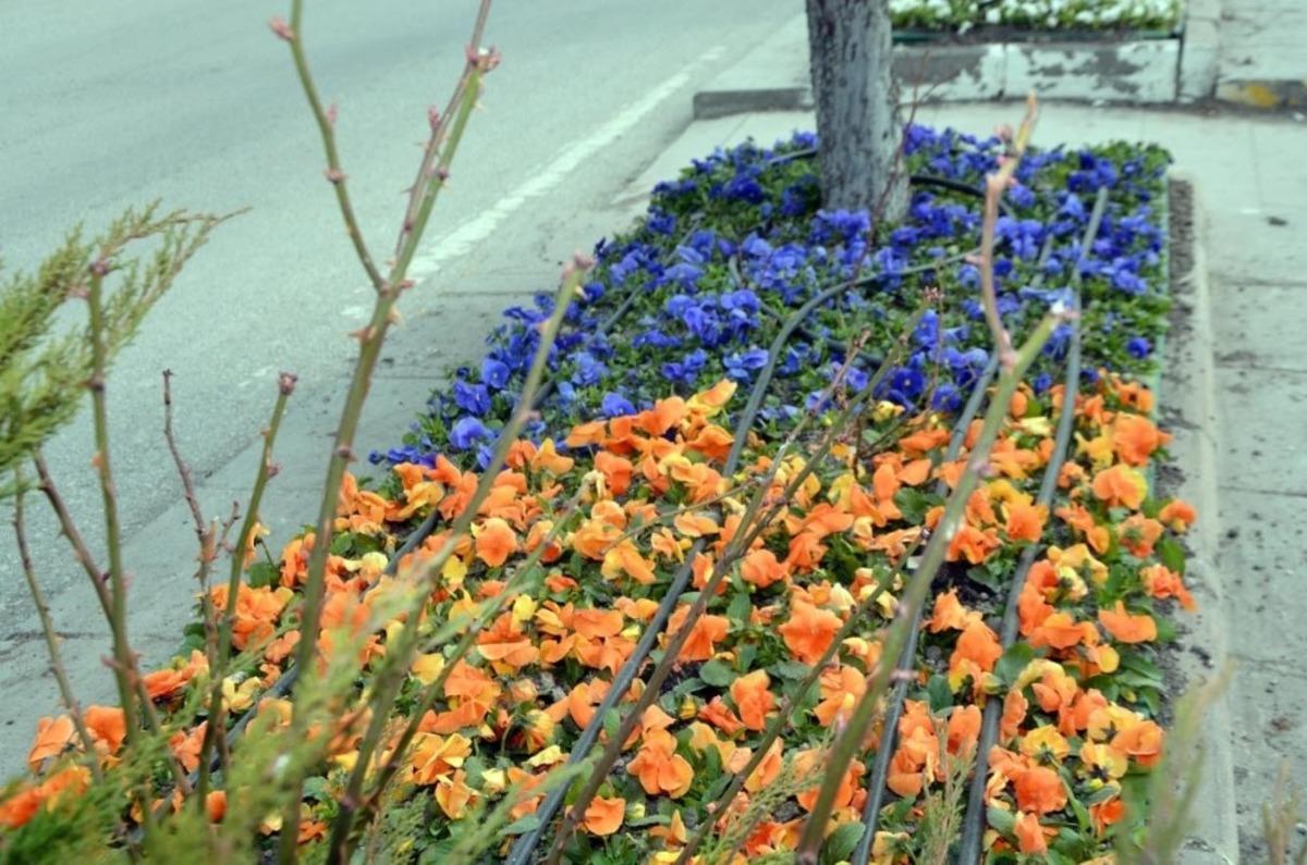 250 Bin &ccedil;i&ccedil;ek toprakla buluşuyor