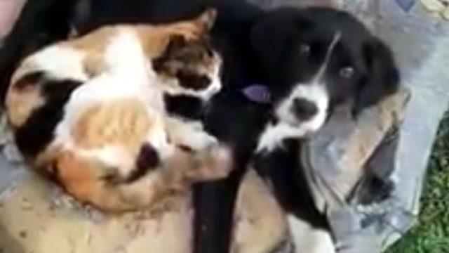 Kediyle köpeğin dostluğu görenlerin içini ısıtıyor